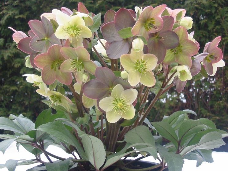 Helleborus vaso