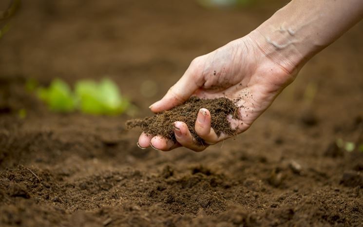 Il terreno, molto importante per il bulbo