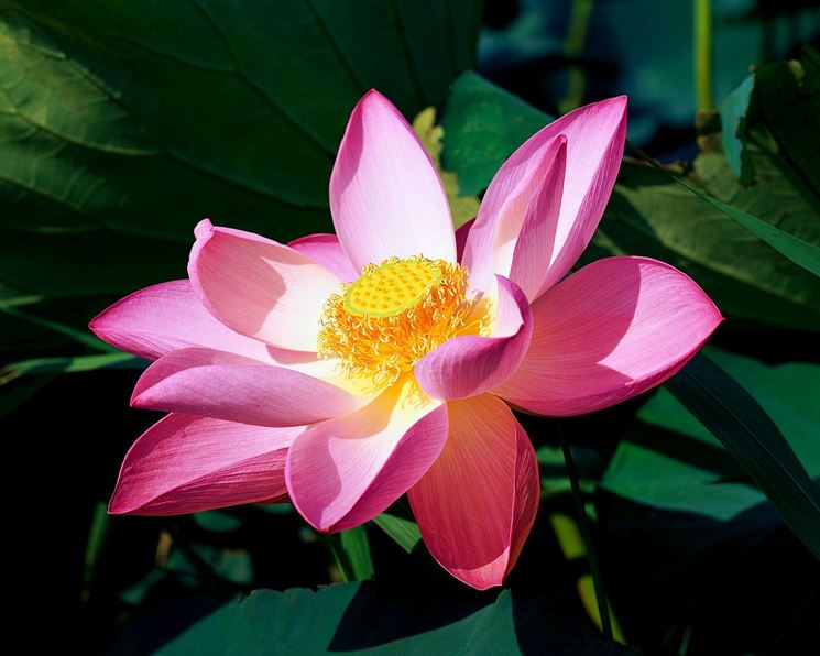 Il fiore di loto sacro