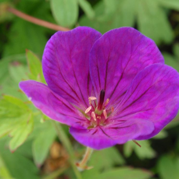 Primo piano di un fiore