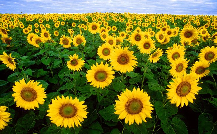 Un campo di girasoli