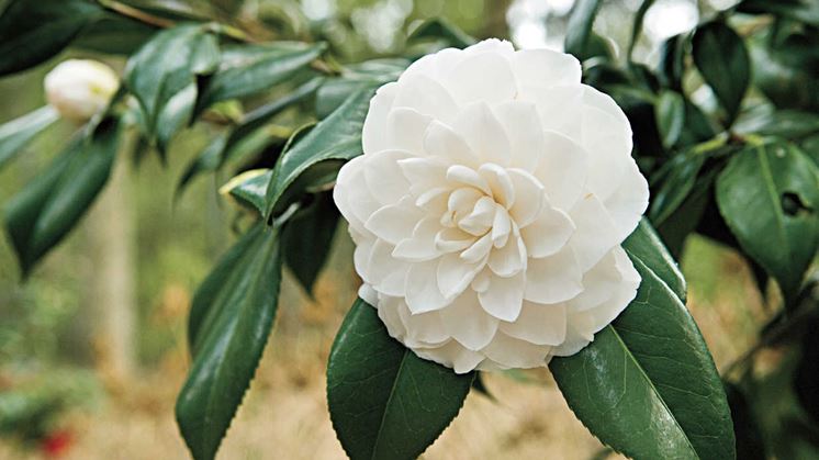 Camelia bianca