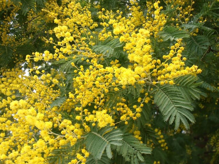 Fiori mimosa