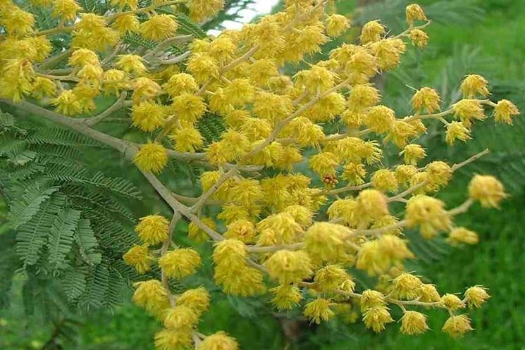 Mimose pianta