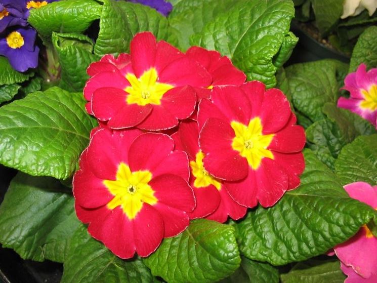 Primula