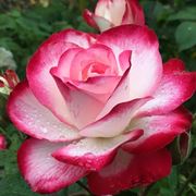 Esempio di rose botaniche