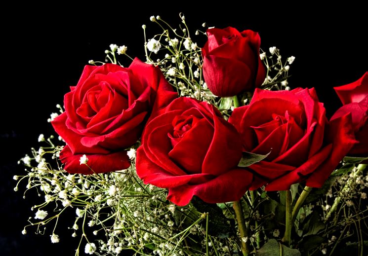 Alcune rose rosse