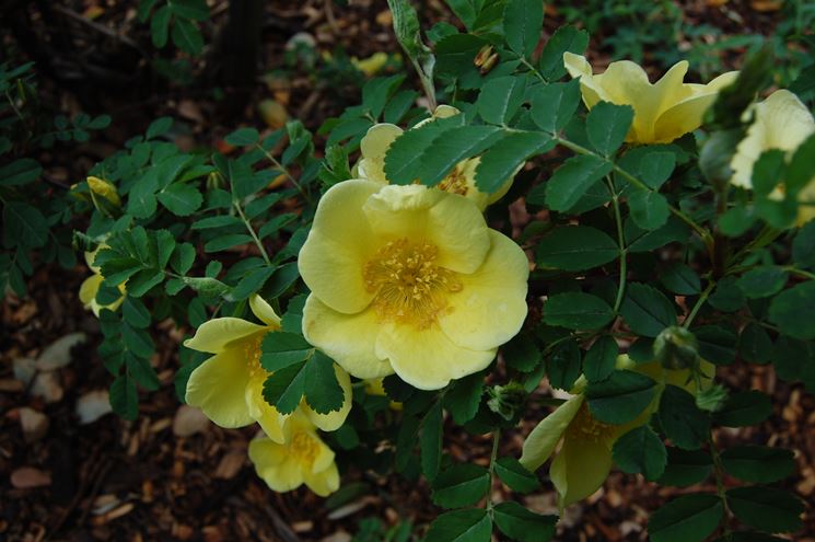 Rose gialle Foetida