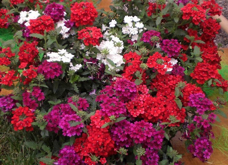 Fiori colorati di Verbena