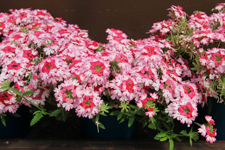 Fiori bicolore di Verbena