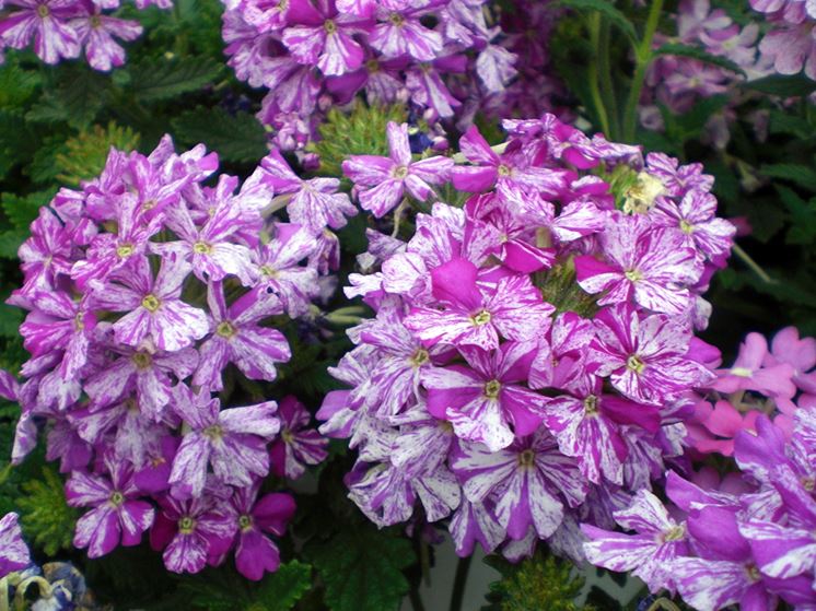 Fiori screziati di Verbena