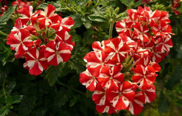 Fiore verbena