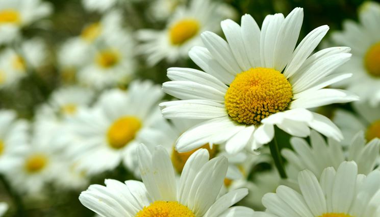 Alcuni fiori di margherite