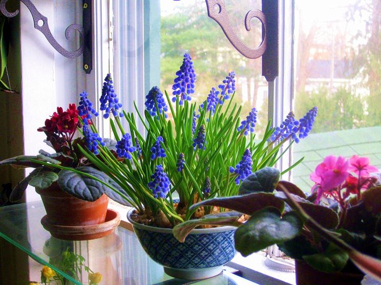 I Muscari collocati nel vaso