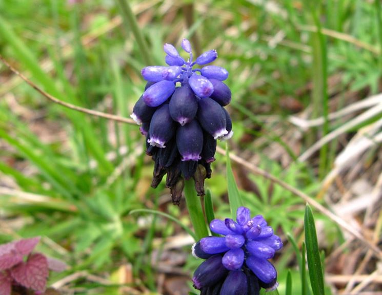 La tipica infiorescenza dei Muscari