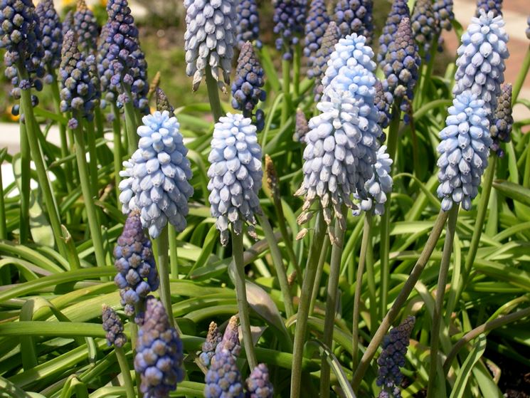 Muscari habitat