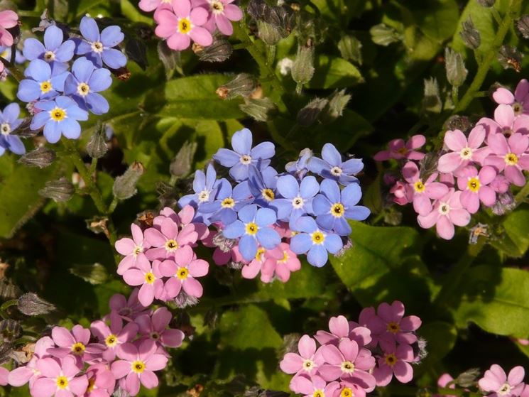 Straordinario fiore chiamato 