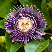 La passiflora, il fiore della passione