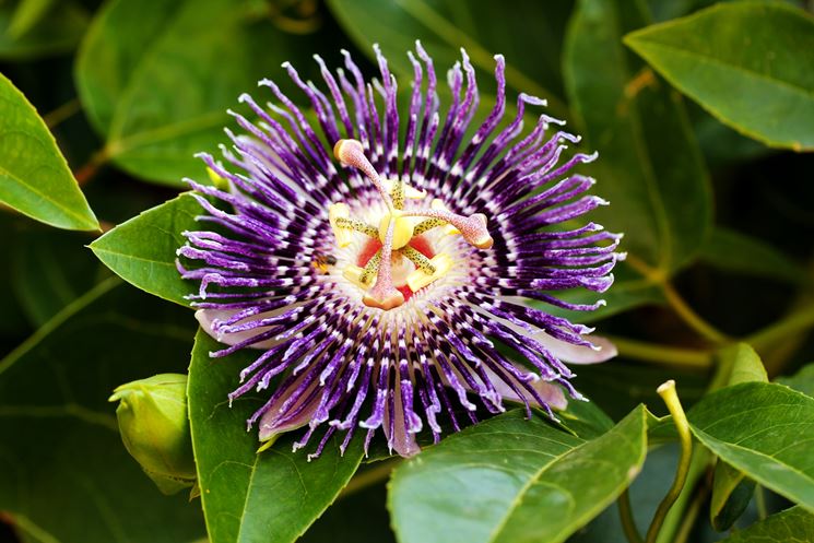 La passiflora, il fiore della passione