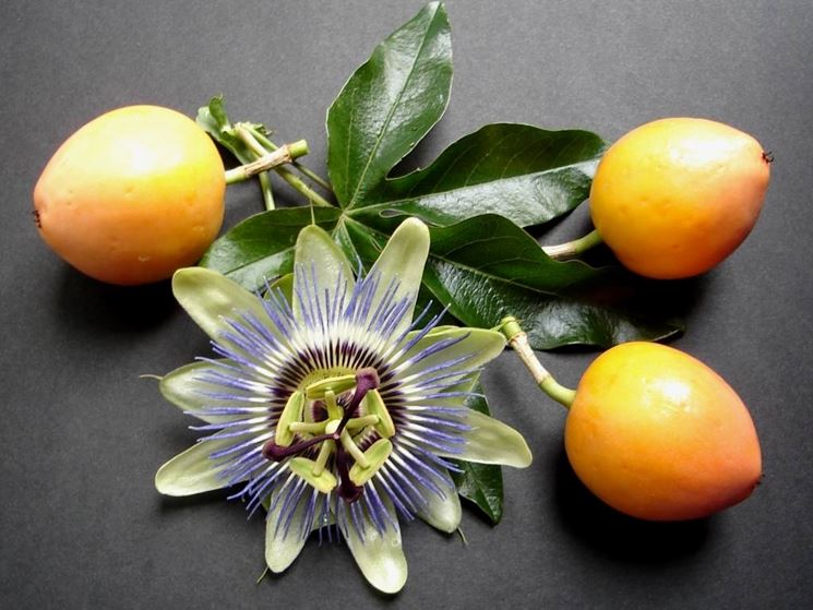 La passiflora con i frutti acerbi