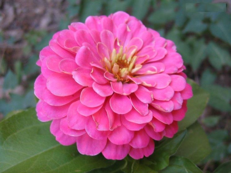 Variet di zinnia rosa