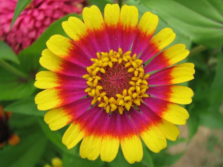 Zinnia bicolore