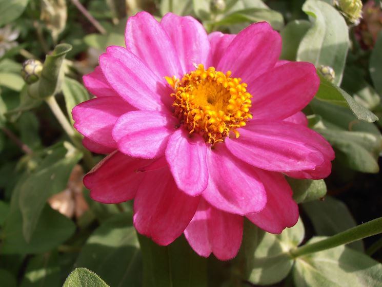 Zinnia rosa