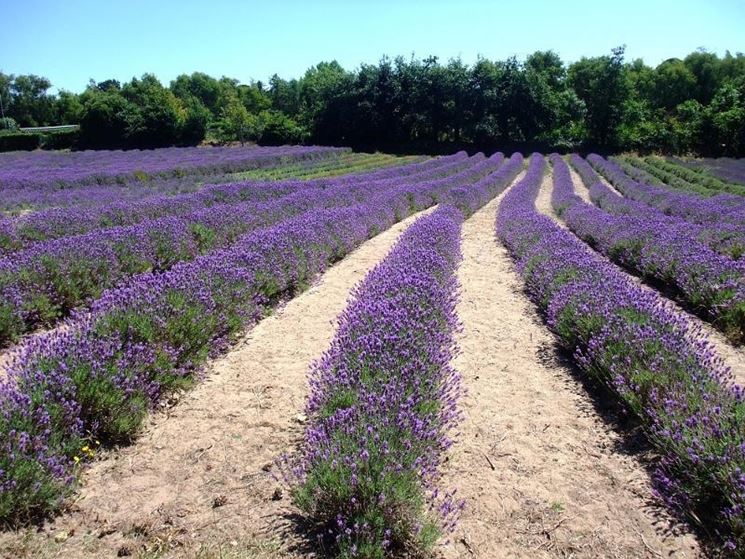 Campo coltivato a lavanda