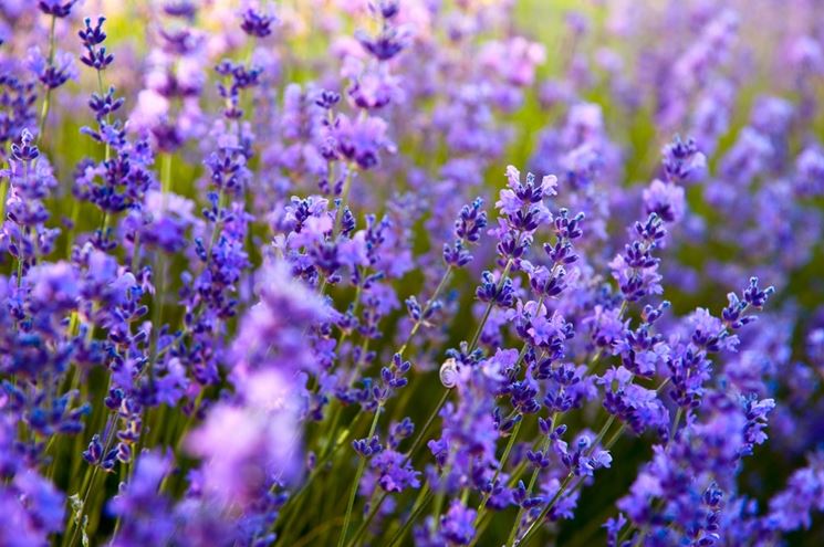 lavanda