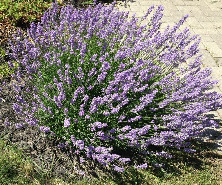 raccolta lavanda