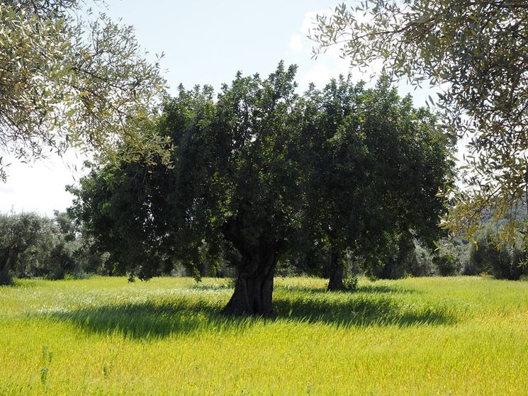 Tipica chioma dell'olivo