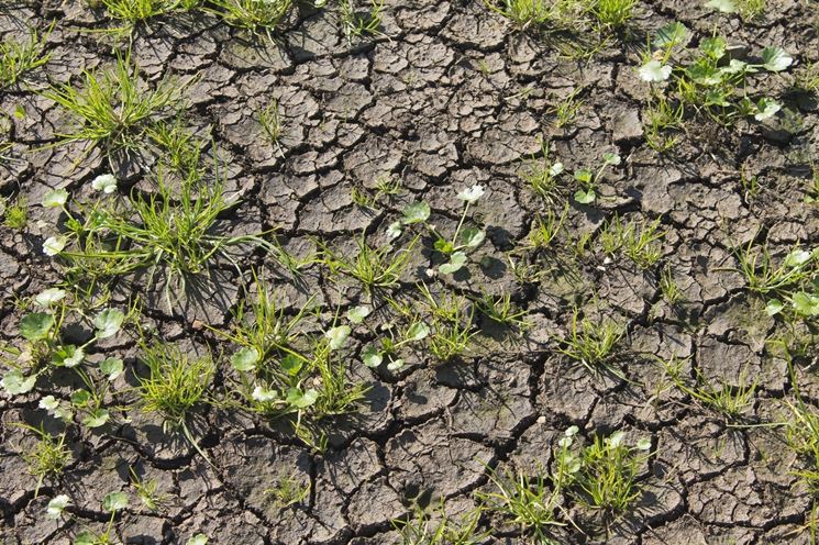 Terreno argilloso e cretoso