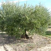 Albero di olivo adulto