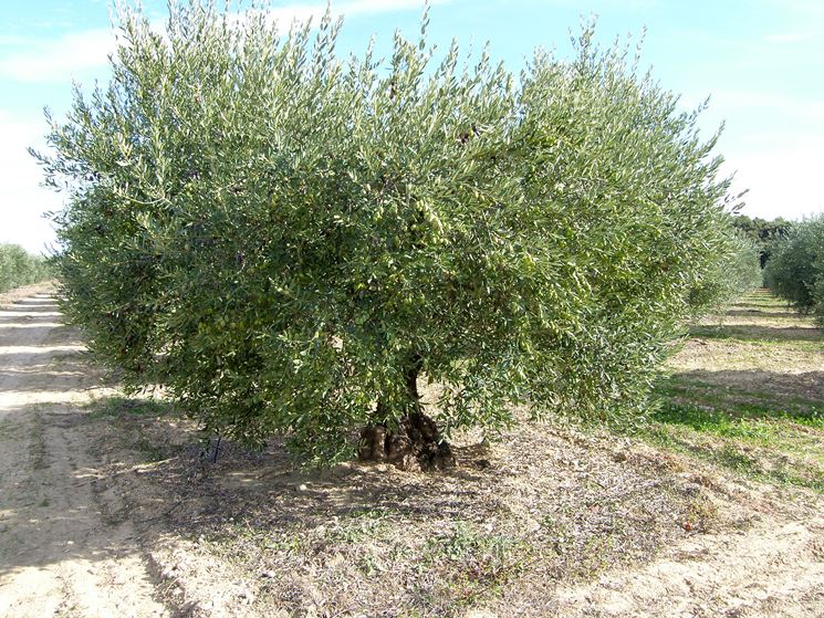 Albero di olivo adulto