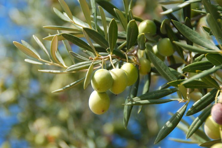 Frutti di una pianta di olivo