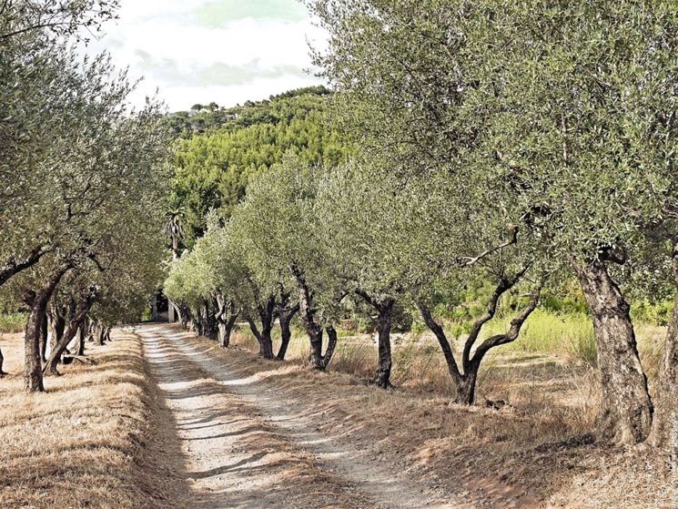 Olivi lungo un sentiero