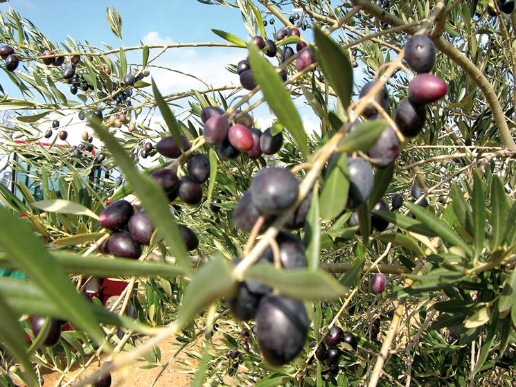 Olive mature