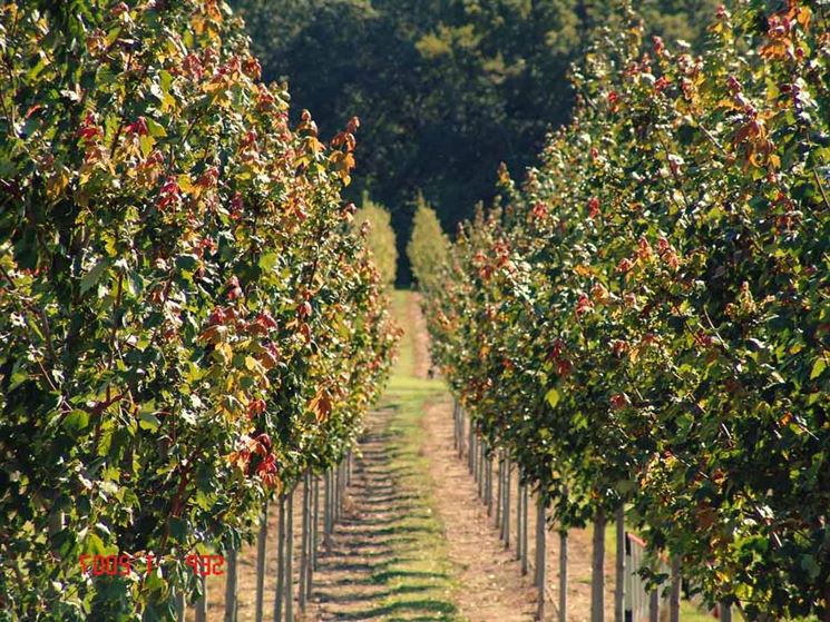 Filari di alberi da frutto