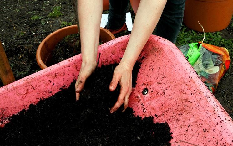 Preparazione concimazione rose