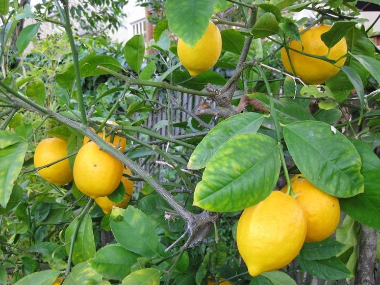 pianta di limoni