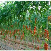 pomodori ciliegino in serra