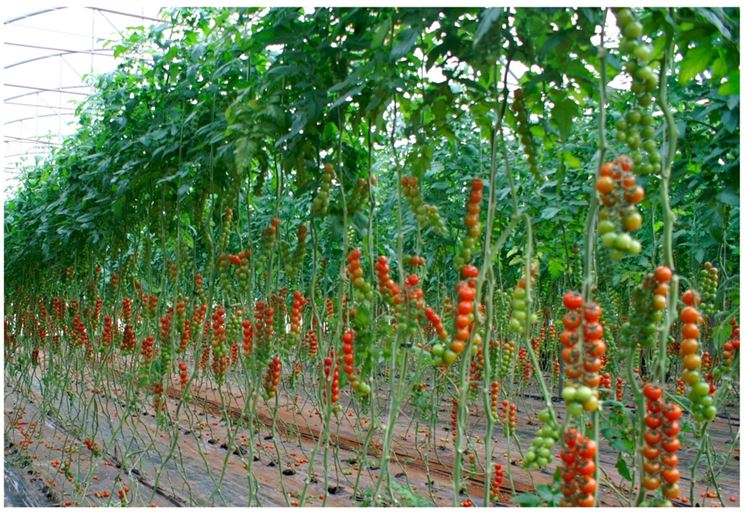 pomodori ciliegino in serra