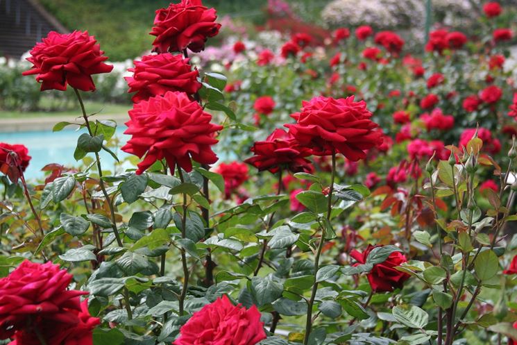 Rose spazio aperto