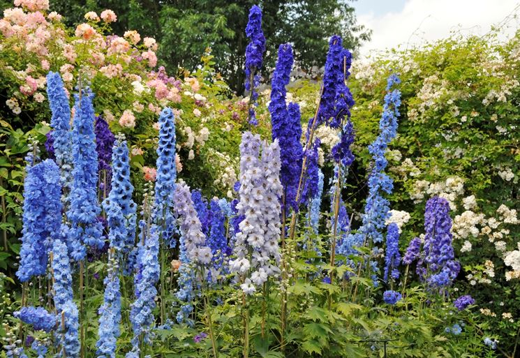 delphinium