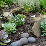 Angolo di giardino roccioso