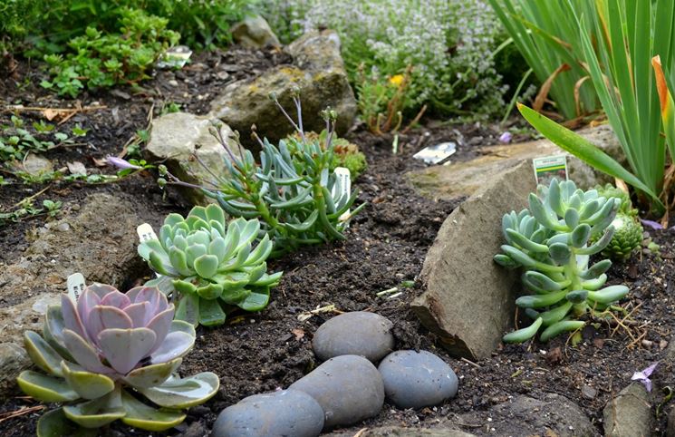 Angolo di giardino roccioso