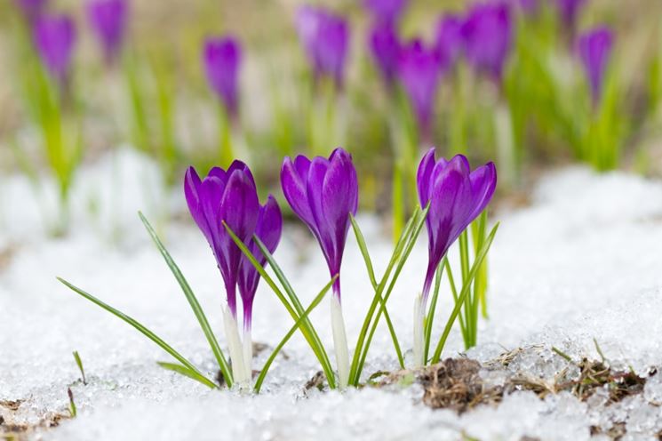 Proteggere le piante dal freddo