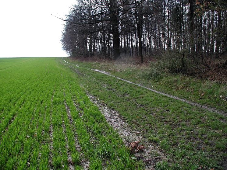 Il terreno argilloso trattiene l'acqua