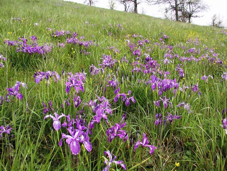 Iris terreno argilloso