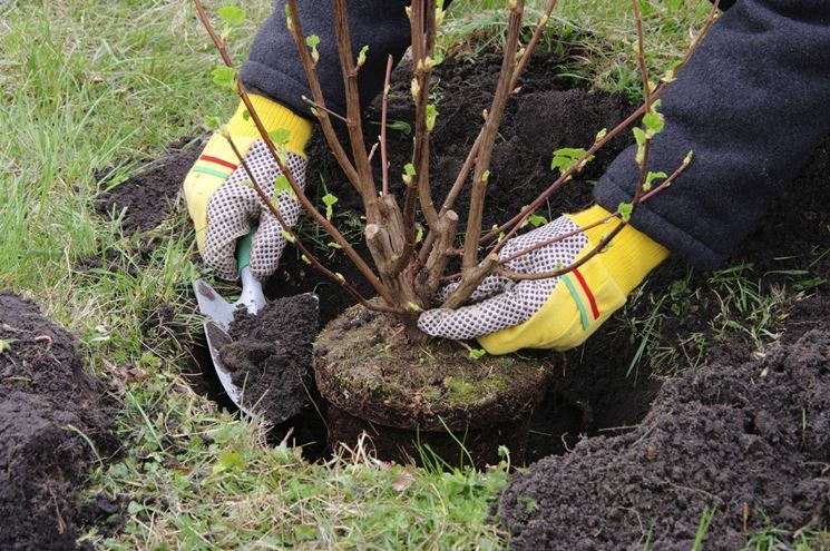 trapianto pianta nel terreno